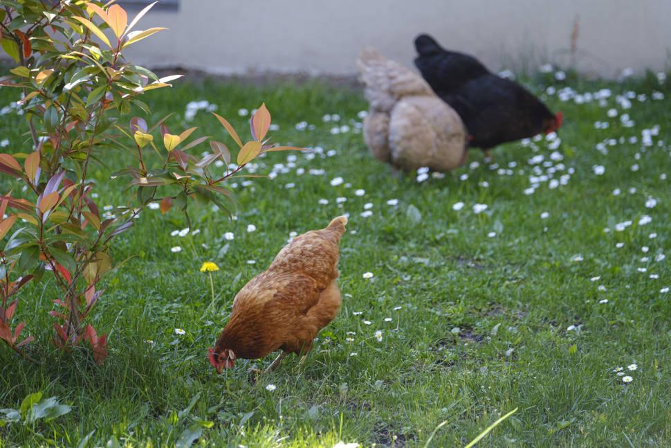 Poules La Sarrazinière