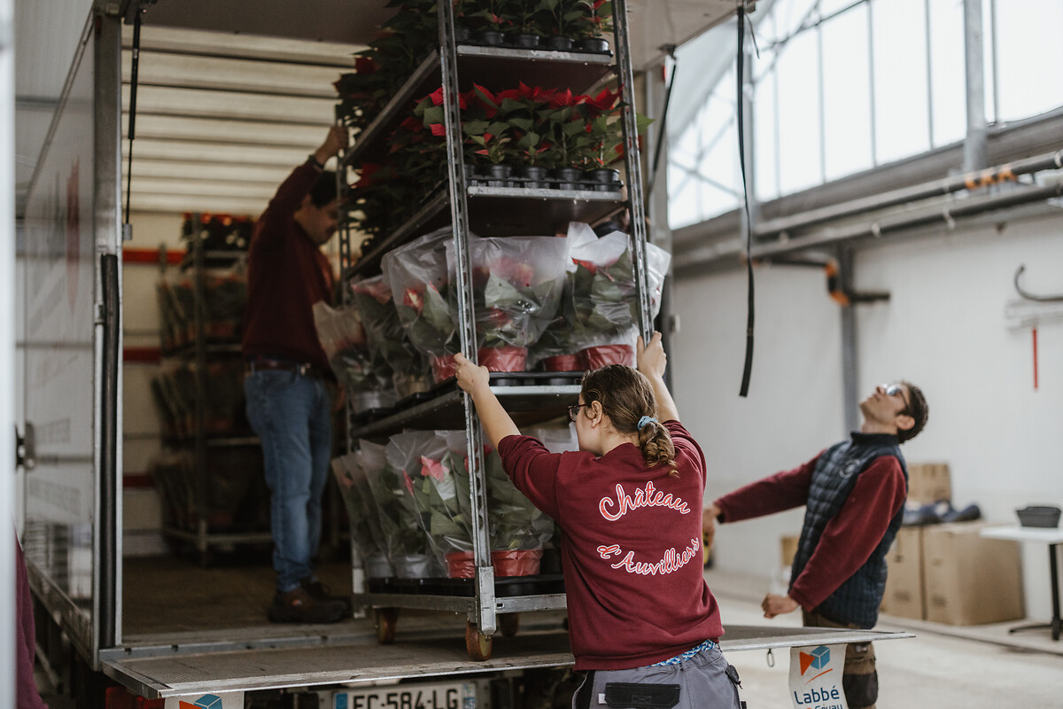Lucie Ducoux, au centre, charge des fleurs dans un camion aux côtés de ses collègues, Vincent Rosaz et Thierry Lalande, dans une serre du domaine du château d'Auvilliers, lundi 25 novembre 2024.